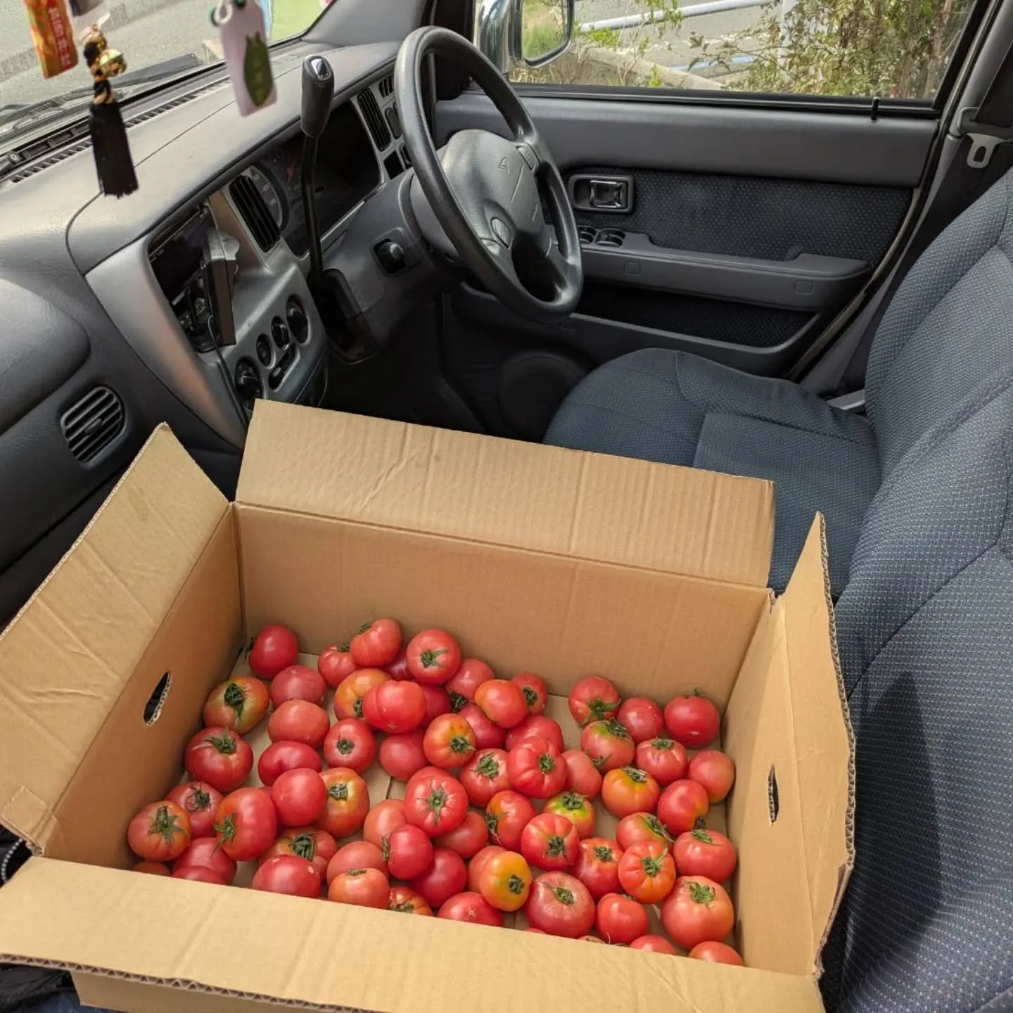 その、来たばかりの八代トマト🍅を